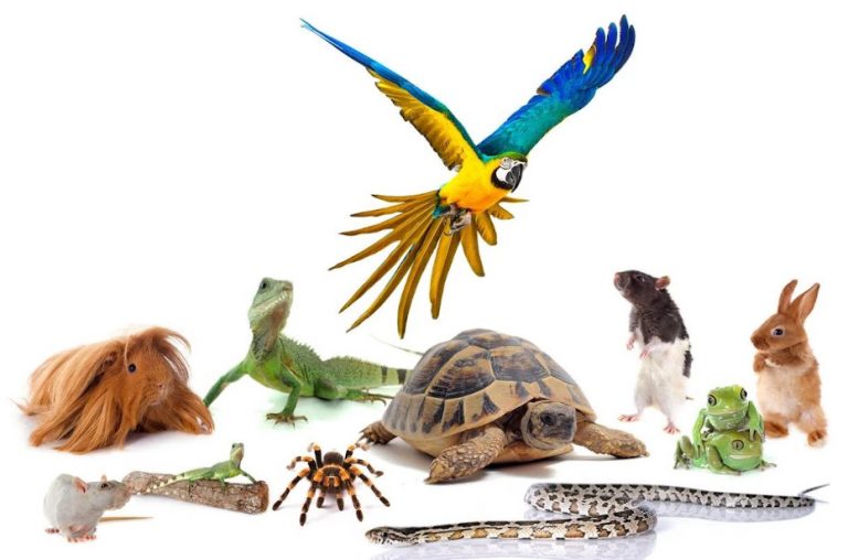 Qu’estce qu’un NAC ? Conseils les Nouveaux Animaux Compagnies